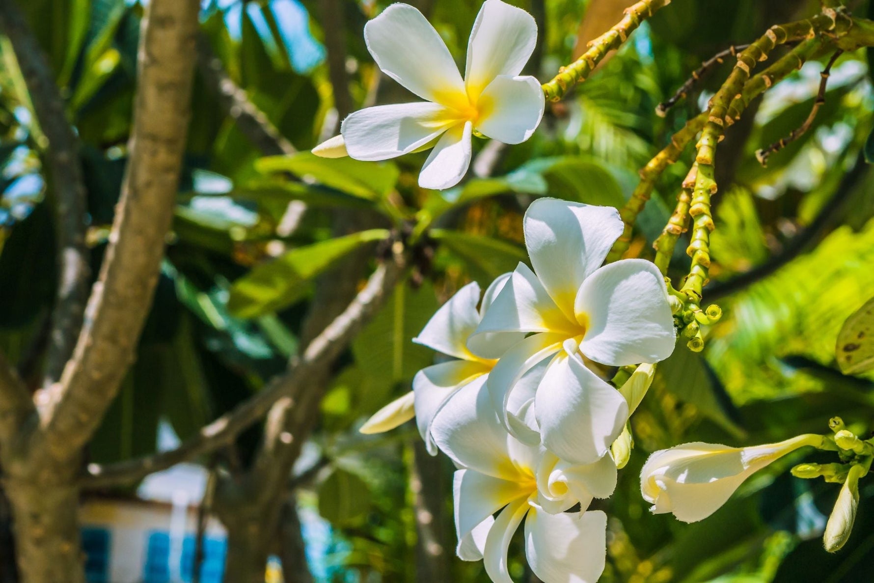🌿 Les erreurs à éviter dans sa routine capillaire : ce qui abîme vraiment vos cheveux - Elyara