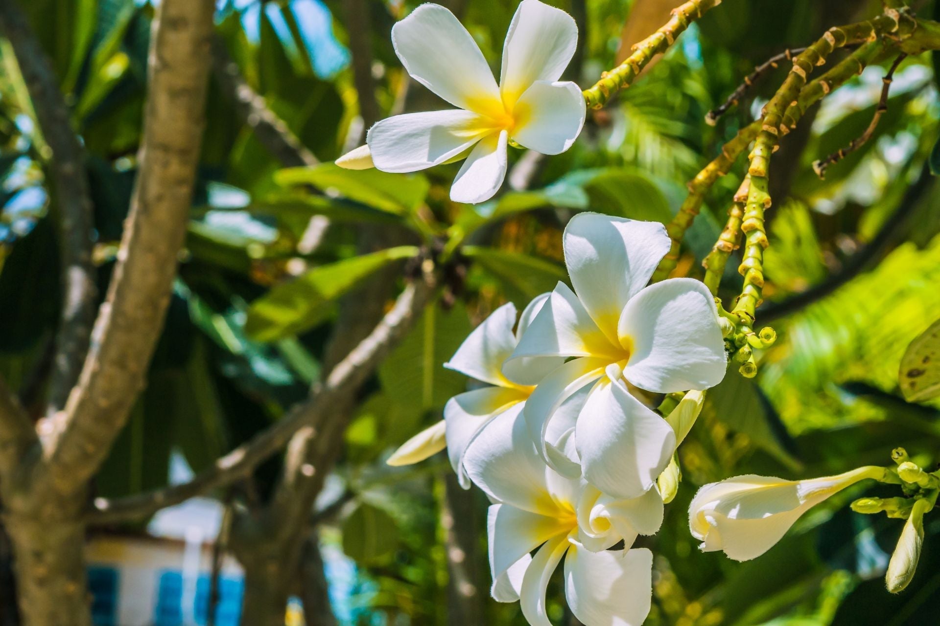 🌿 Les erreurs à éviter dans sa routine capillaire : ce qui abîme vraiment vos cheveux - Elyara